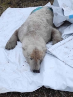 Сотрудники Московского зоопарка спасли белого медведя в Ямало-Ненецком Автономном Округе
