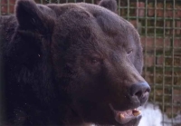 Животные Московского зоопарка выходят из зимней спячки